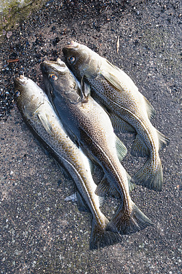 BB 10 0498 / Gadus morhua / Torsk